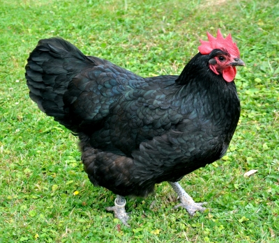 Australorp Hen