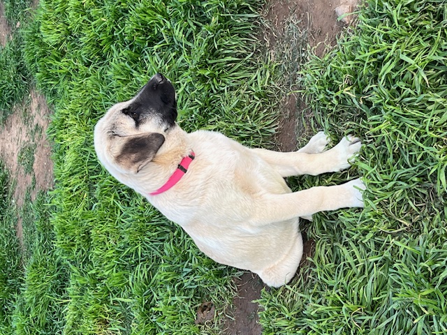 Female Pink Collar