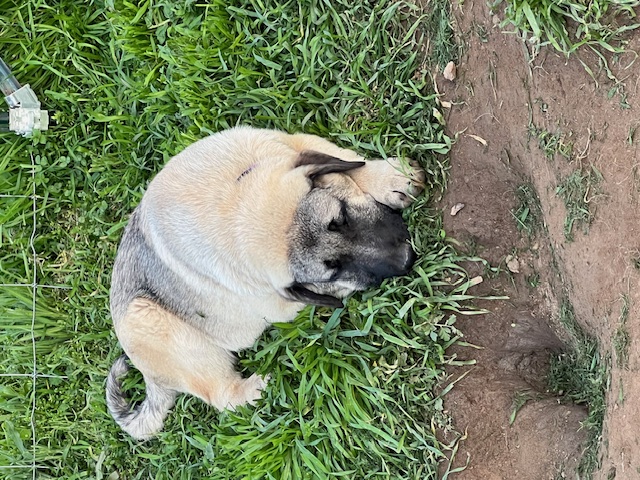 Female Purple Collar