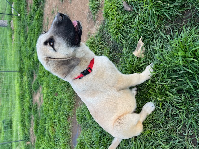 Female Red Collar