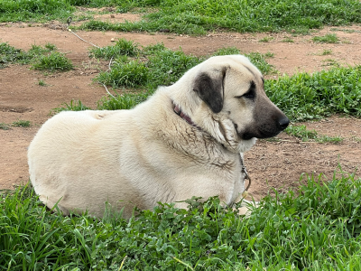 Anatolian Sire